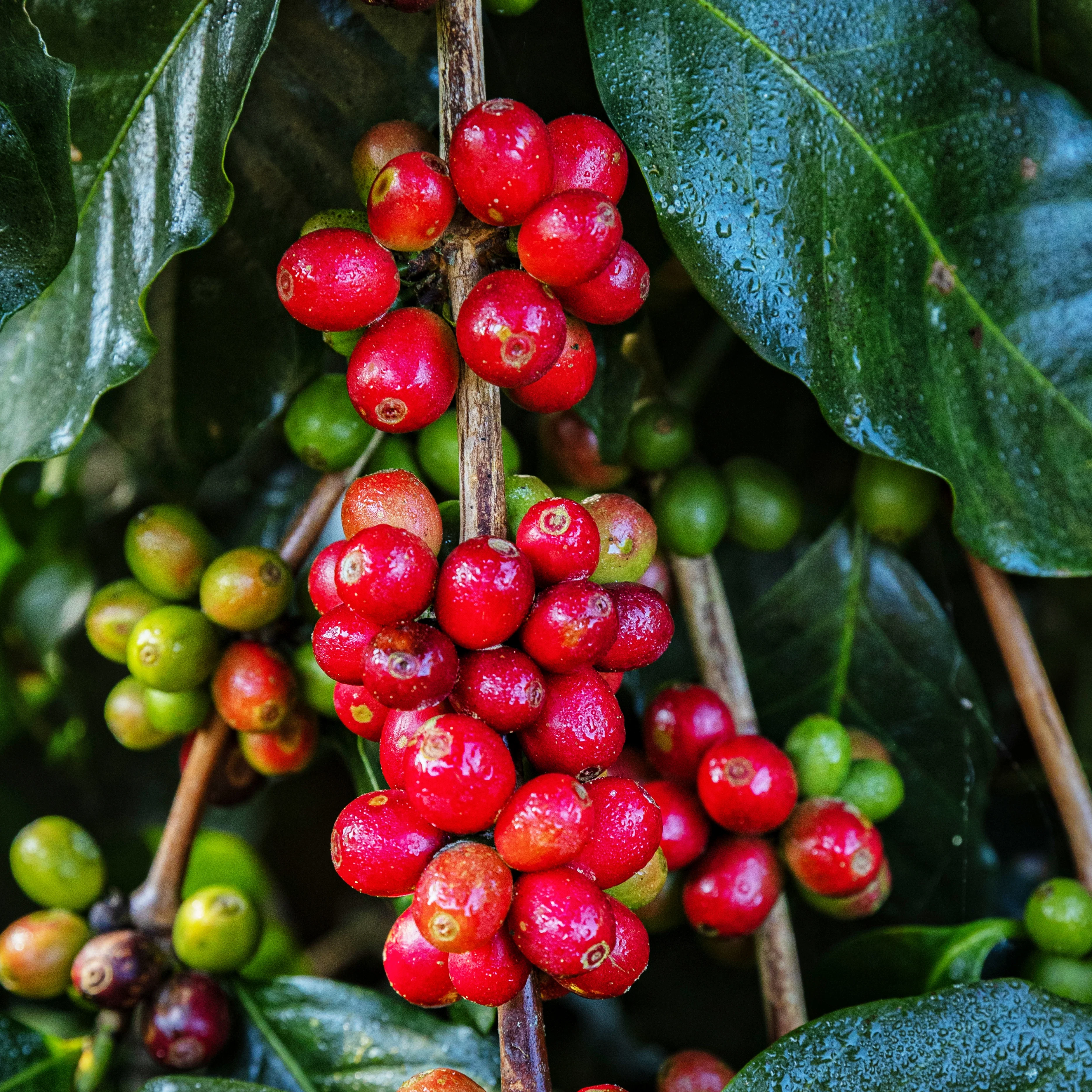 Arabica Coffee Beans — EL Katha Coffee